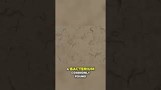 Binary Fission Uncovering Bacterias Reproduction Secrets ScienceExplained LearnBiology Bacteria [upl. by Luoar]