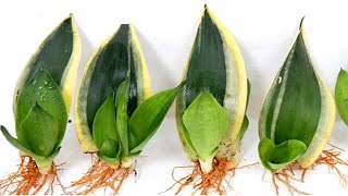 How to Grow and Care Sansevieria Trifasciata from Leaf Cutting [upl. by Haya]