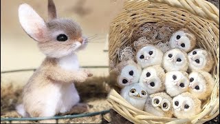 New Cute Baby Animals Videos Compilation  Funny and Cute Moment of the Animals 1  Cutest Animals [upl. by Nihi]