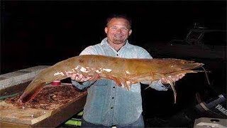 Biggest Shrimp Ever Caught [upl. by Auerbach]