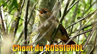 ROSSIGNOL PHILOMELE chant doiseau  Nightingale singing [upl. by Assilanna]