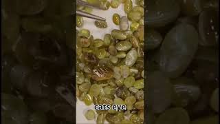 cats eye gemstone jewelry [upl. by Egiarc]