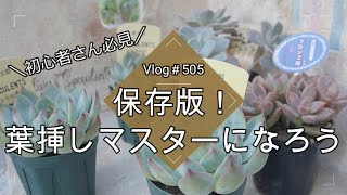 【Vlog505】【多肉植物】初心者さん必見🔰保存版！葉挿しマスターになろう【葉挿し徹底解説】 [upl. by Ettenrahs226]