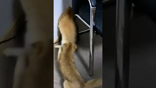 cat catvideos mycatvlog catvlogger minivlog catvlog funnycat vlog funny funnyanimal cat3 [upl. by Chow]