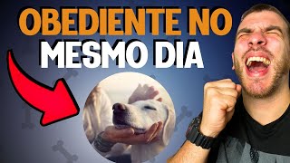 COMO ADESTRAR UM CACHORRO PASSO A PASSO NA PRÁTICA [upl. by Nnaeirual]