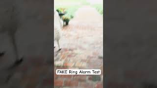 Fake Ring Alarm Test alarm [upl. by Abocaj773]