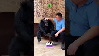 обезьяна очеловечилась 🐒🦍 животные милыеживотные [upl. by Oiramej]