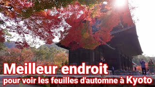 【Feuilles dautomne de Kyoto】 Les meilleurs endroits pour profiter des feuilles dautomne à Kyoto [upl. by Eanaj771]