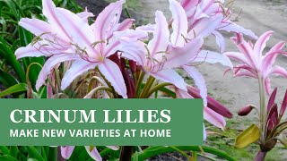 Crinum Lilies  How To Make New Varieties at Home stepbystep [upl. by Tychonn136]