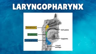 Laryngopharynx Anatomy  Definition Parts Lymphatics Functions [upl. by Olympium]