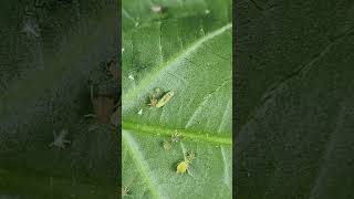 Predator Syrphid fly maggot predating on its prey Aphids insects agriculture insectinsights [upl. by Lashonda]