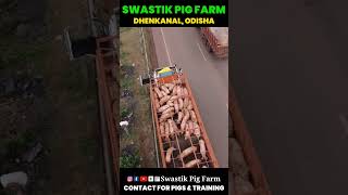 Pig transport in our truck to Dhenkanal Odisha Pig loading and unloading video transport video [upl. by Shoifet]