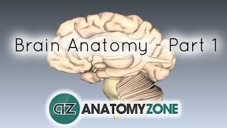 Basic Parts of the Brain  Part 1  3D Anatomy Tutorial [upl. by Droffats]