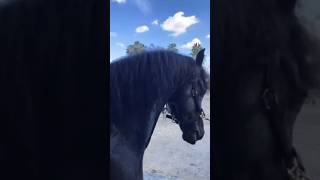 ZEN GARDEN on a HORSE 🐴 This tool leaves clean lines on your horse in the shower [upl. by Nama]