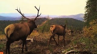 Elk in Rut Mating closeup at 1m25s Bugling and Breeding  Public Land [upl. by Atirak]