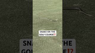 SNAKE ON THE GOLF COURSE⁉️😫🐍 [upl. by Oenire]