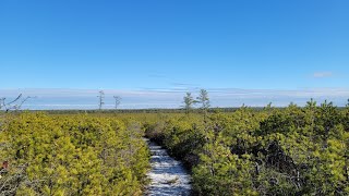 New Jersey Pine Barrens Pygmy Pine Plains [upl. by Burnaby]