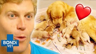 Most Adorable Puppies Being Born ❤️🐶 Bondi Vet Compilation [upl. by Suhploda989]