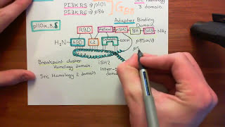 Type 1 Phosphoinositide 3Kinase Enzymes Part 4 [upl. by Desiree]