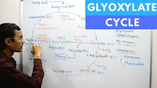 Glyoxylate Cycle [upl. by Eedolem]