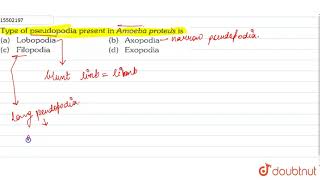 Type of pseudopodia present in Amoeba proteus is [upl. by Yerdua]