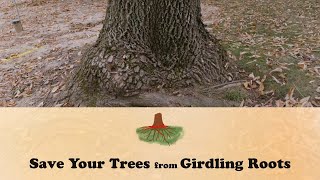 Save Your Trees From Girdling Roots  Lets Grow Stuff [upl. by Atnwahs]