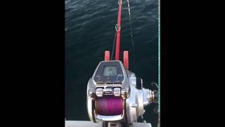 See how to play that Electric fishing reel for saltwater fishing [upl. by Boswell]