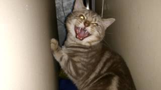 6 Signs Your Cat Is Angry [upl. by Marguerie]