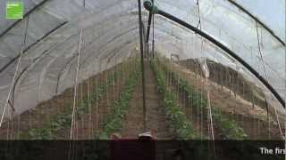 Solum Naturale SumaGrow inside on Organic Cucumber plot July2012 [upl. by Salome]