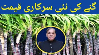 Sugarcane Rate in Pakistan 2024  Sugarcane farming in Pakistan [upl. by Gwyneth288]