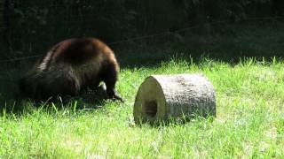 carcajou wolverine Zoo sauvage de St Félicien [upl. by Ainoloppa]