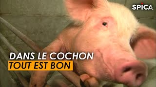 Dans le cochon tout est bon [upl. by Hogen]