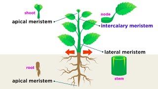 Types of Plant Cells [upl. by Adnalu]