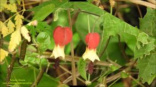 Abutilon megapotamicum São Paulo SP 4 2022 Antonio Silveira [upl. by Boland598]