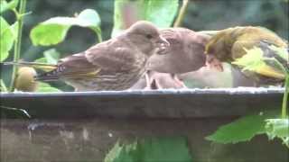 Jonge groenling  Greenfinch  Chloris chloris  juveniel  in de regen [upl. by Yenaiv]