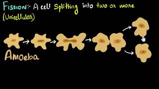 Fission binary amp multiple with examples  How do organisms reproduce  Biology  Khan Academy [upl. by Ahsram]