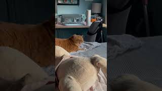 Cat Gets Upset When Owner Sneezes  ViralHog [upl. by Blondy506]