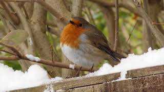 European Robin in winter UHD 4K [upl. by Alita]