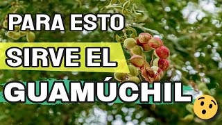 🟢 Propiedades Y Beneficios Del Guamuchil Fruta Dulce Payandé Pinzán Chiminango 👨‍🌾 [upl. by Patricia]