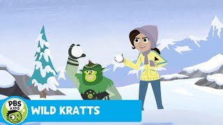 WILD KRATTS  A Kratt in Yetis Clothing  PBS KIDS [upl. by Gan]