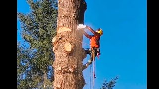 Crazy fast chainsaw incredible skills woodworking tree viralvideos [upl. by Eciened]