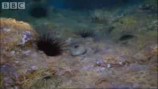 Army of Sea Urchins  Planet Earth  BBC [upl. by Dahraf39]