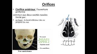 Les fosses nasales et les sinus paranasaux [upl. by Tevis467]