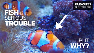 How to Recognize amp Treat CLOWNFISH DISEASE • Brooklynella hostilis [upl. by Ingemar506]