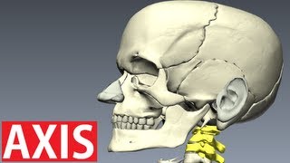 Axis Anatomy  Vertebral Column Anatomy  Neck Anatomy [upl. by Trillby149]