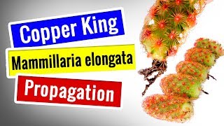 Mammillaria Elongata Propagation  Step by step  Succulents for beginners [upl. by Chen]