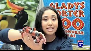 Zoo Guest Leche the Sinaloan Milk Snake [upl. by Akerdna]