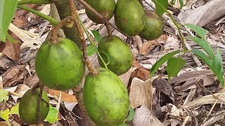 Cajarana como plantar cajamanga anãcomo comer quando colher [upl. by Darrelle]