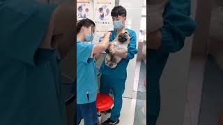 Dramatic pug screams like a human during manicure [upl. by Aicenav]