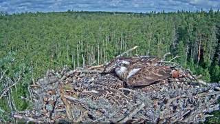 What an Osprey Does When Her Nest is in Danger [upl. by Aicilihp]